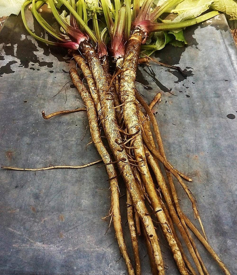 Chiko Burdock Seeds - Heirloom Gobo Root | Non GMO Perennial Garden Seeds