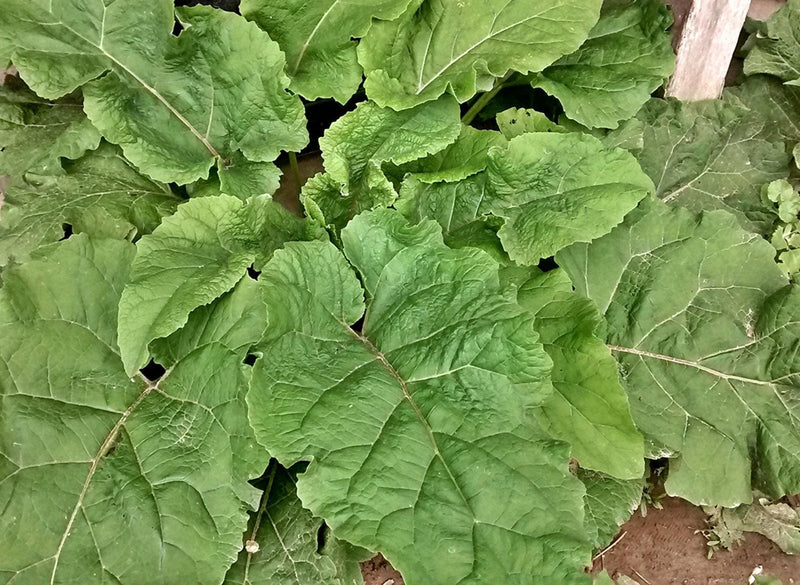 Chiko Burdock Seeds - Heirloom Gobo Root | Non GMO Perennial Garden Seeds