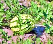 Dixie Queen Watermelon Heirloom Seeds – Open Pollinated, Non GMO, Sweet Fruit