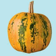 Emerald Naked Seeded Pumpkin - Heirloom, Non GMO Seeds | High Oil, Thin Shell