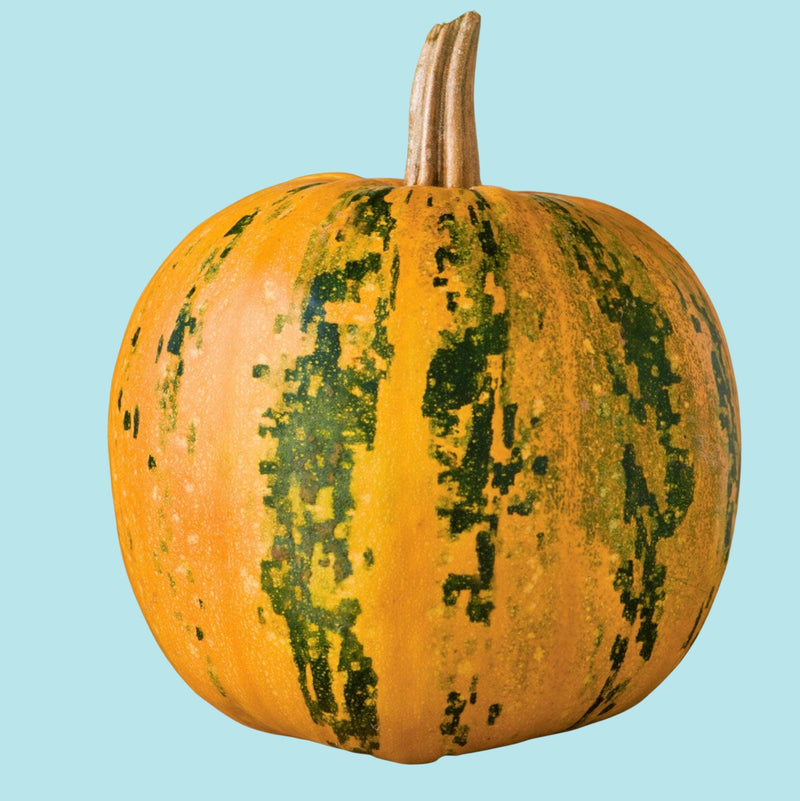 Emerald Naked Seeded Pumpkin - Heirloom, Non GMO Seeds | High Oil, Thin Shell