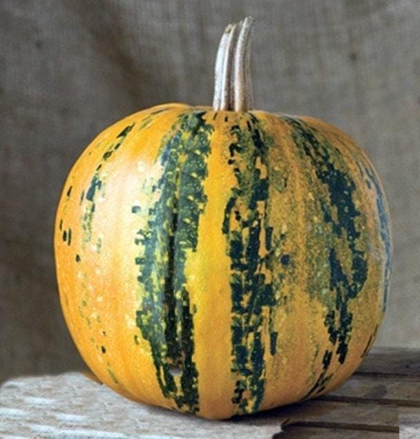 Emerald Naked Seeded Pumpkin - Heirloom, Non GMO Seeds | High Oil, Thin Shell