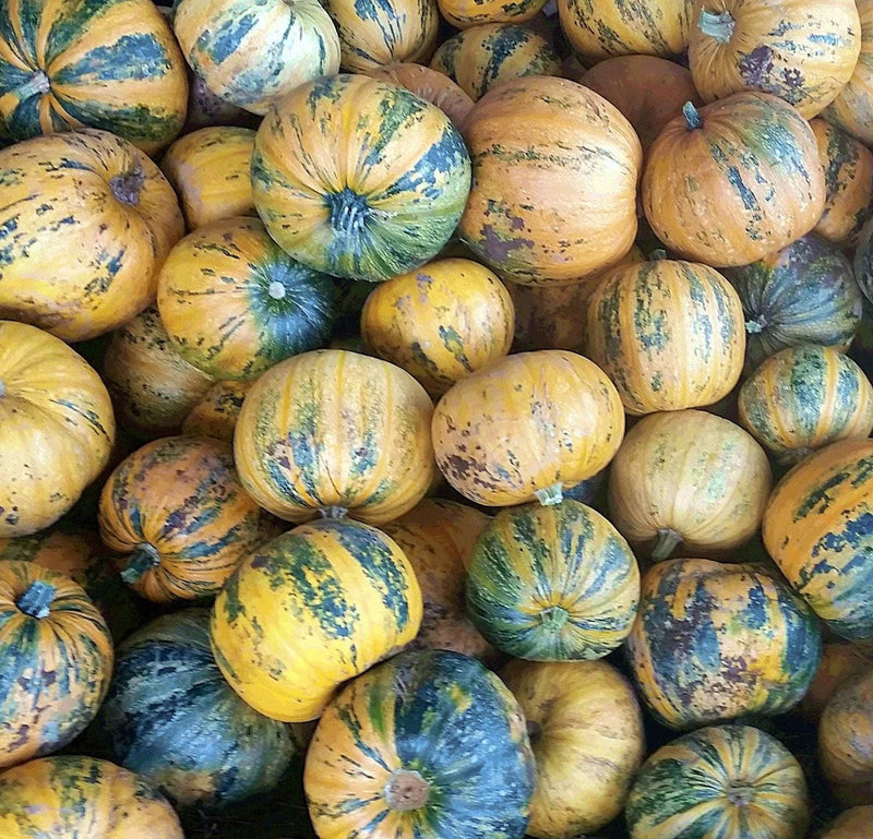 Emerald Naked Seeded Pumpkin - Heirloom, Non GMO Seeds | High Oil, Thin Shell