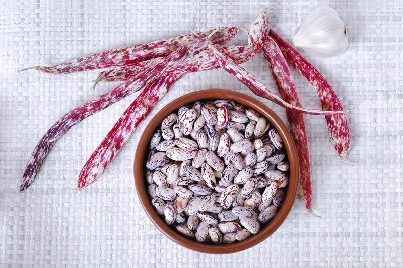 Pinto Dry Bush Beans - Heirloom Garden Seeds | Organic Vegetable Seeds