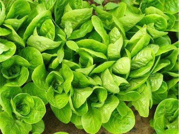 Little Gem Lettuce – Heirloom Romaine Seeds | Heat Tolerant Salad Greens