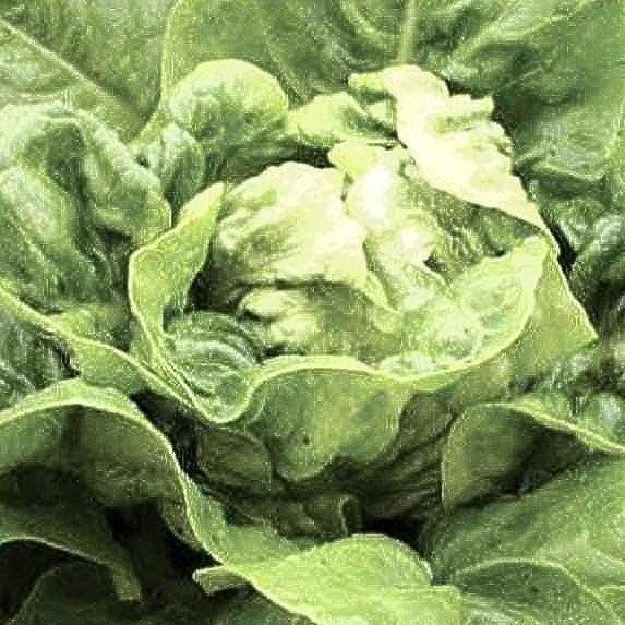 Little Gem Lettuce – Heirloom Romaine Seeds | Heat Tolerant Salad Greens