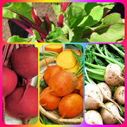 Detroit Beet Seeds - Heirloom Vegetable Seed Collection | Golden & White Varieties