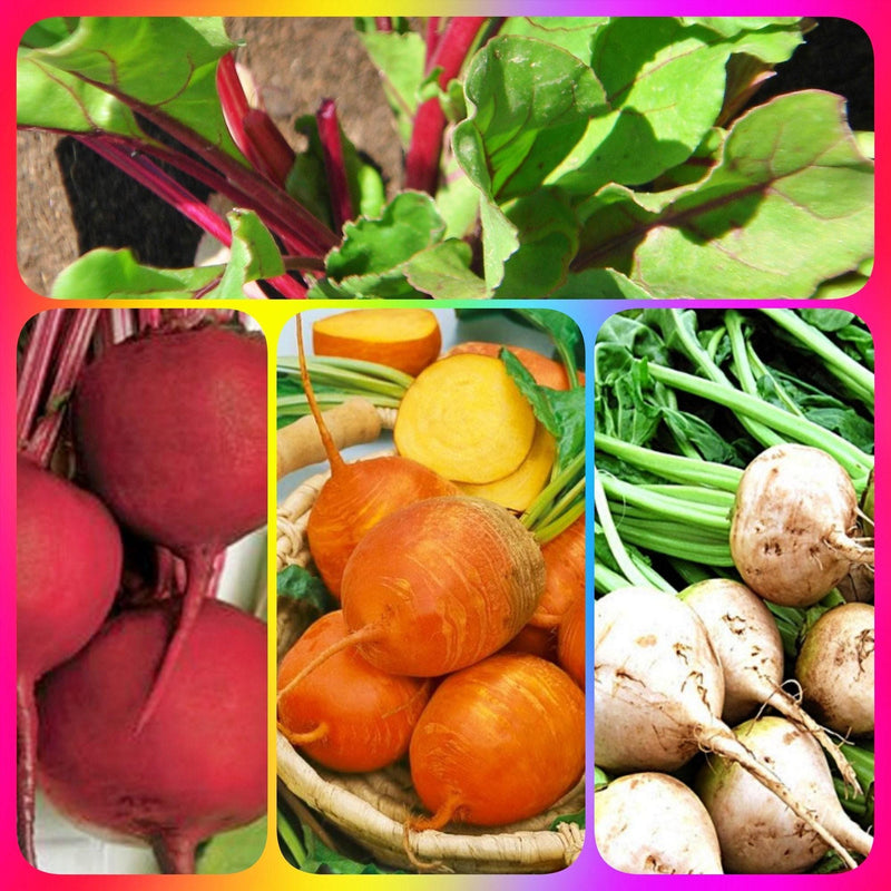 Detroit Beet Seeds - Heirloom Vegetable Seed Collection | Golden & White Varieties