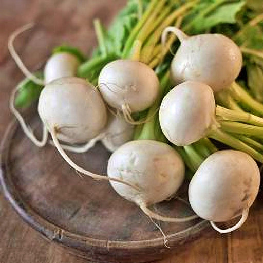 White Egg Turnip - Heirloom Garden Seeds With Smooth Round Roots & Large Lobed Greens