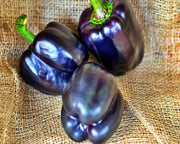 Midnight Dream,.Sweet Bell Pepper Seeds - Heirloom Purple Capsicum Annuum | Easy to Grow Garden Packets