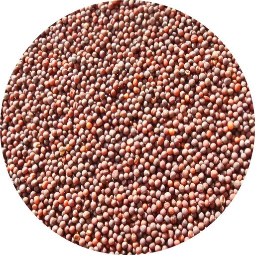 White Egg Turnip - Heirloom Garden Seeds With Smooth Round Roots & Large Lobed Greens