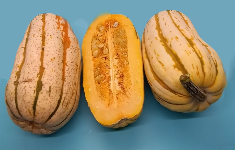 Bush Delicata Squash - Heirloom Winter Seeds for Roasting & Stuffing