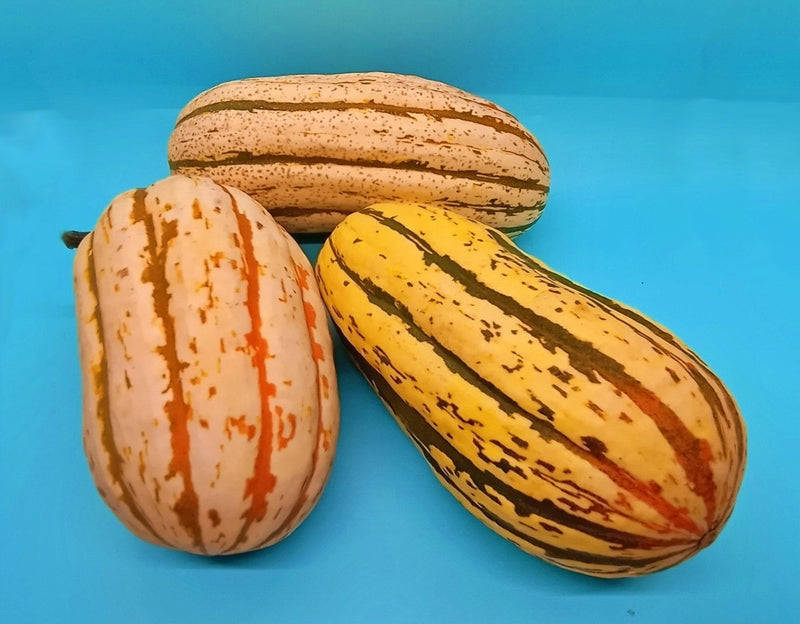 Bush Delicata Squash - Heirloom Winter Seeds for Roasting & Stuffing