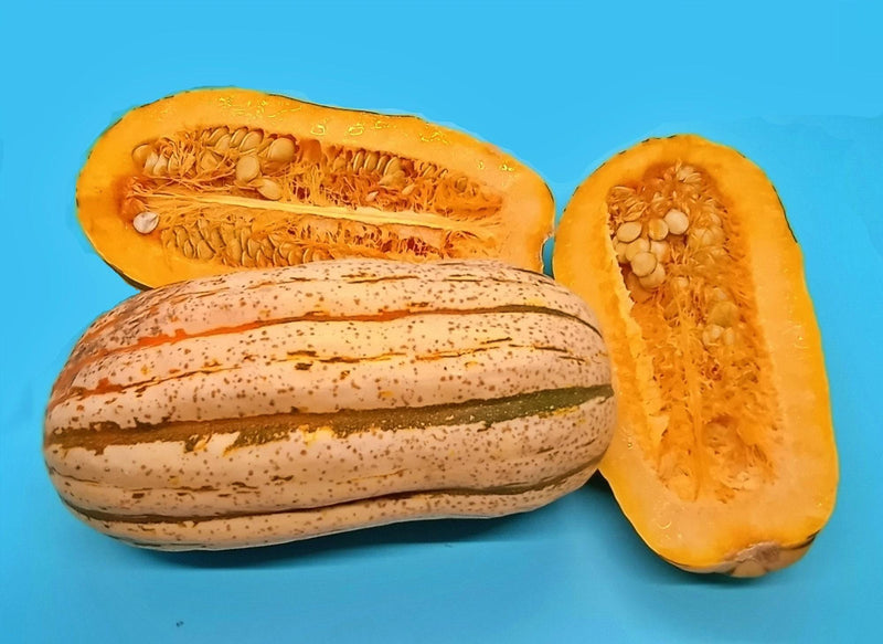 Bush Delicata Squash - Heirloom Winter Seeds for Roasting & Stuffing