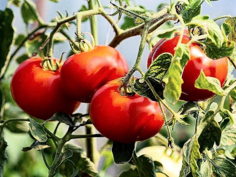 Early Wonder Tomato