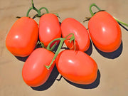 Rio Grande Tomato