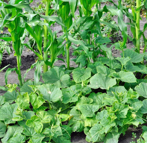 Three Sisters Seeds - Heirloom Seed Collection for Corn, Beans & Squash Garden