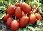 Rio Grande Tomato