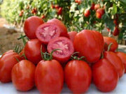 Rio Grande Tomato