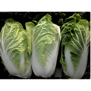 Matsushima Napa Cabbage - Heirloom Japanese Pickling Cabbage Seeds for Cool Season