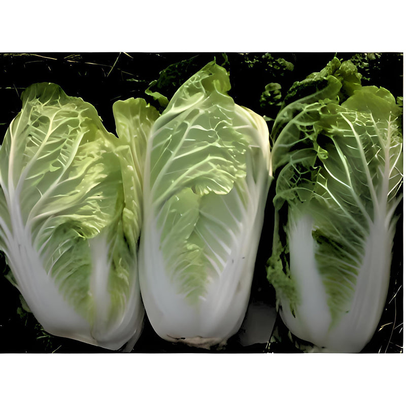 Matsushima Napa Cabbage - Heirloom Japanese Pickling Cabbage Seeds for Cool Season