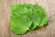Green Shiso Seeds - Heirloom Perilla Herb for Culinary & Medicinal Use