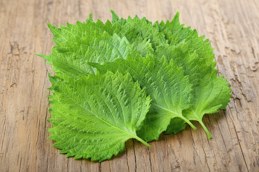 Green Shiso Seeds - Heirloom Perilla Herb for Culinary & Medicinal Use