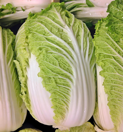 Matsushima Napa Cabbage - Heirloom Japanese Pickling Cabbage Seeds for Cool Season