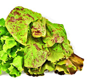 Freckles Romaine Lettuce - Heirloom Non GMO Vegetable Seeds | Crisp Salad Greens