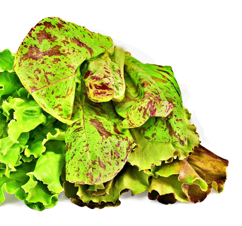 Freckles Romaine Lettuce - Heirloom Non GMO Vegetable Seeds | Crisp Salad Greens