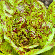 Freckles Romaine Lettuce - Heirloom Non GMO Vegetable Seeds | Crisp Salad Greens