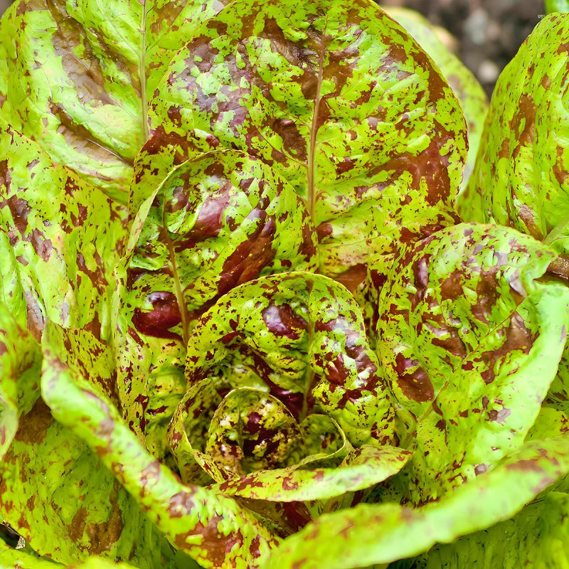 Freckles Romaine Lettuce - Heirloom Non GMO Vegetable Seeds | Crisp Salad Greens