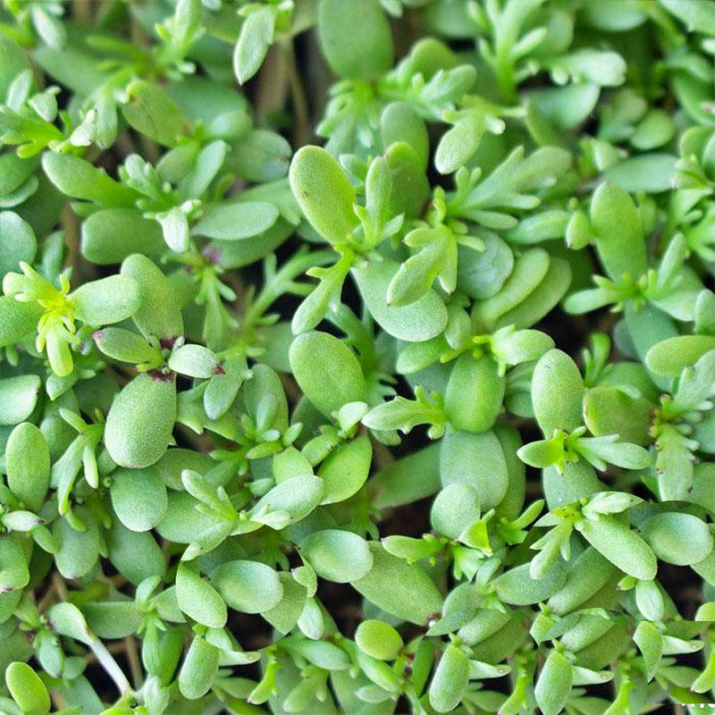 Shungiku Seeds – Three Color Daisy Microgreen Seeds | Edible Flower Greens