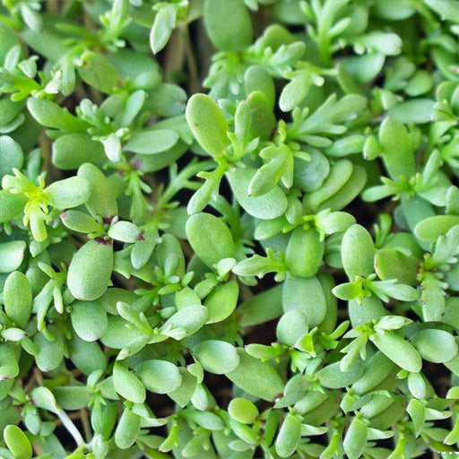 Shungiku Seeds – Three Color Daisy Microgreen Seeds | Edible Flower Greens