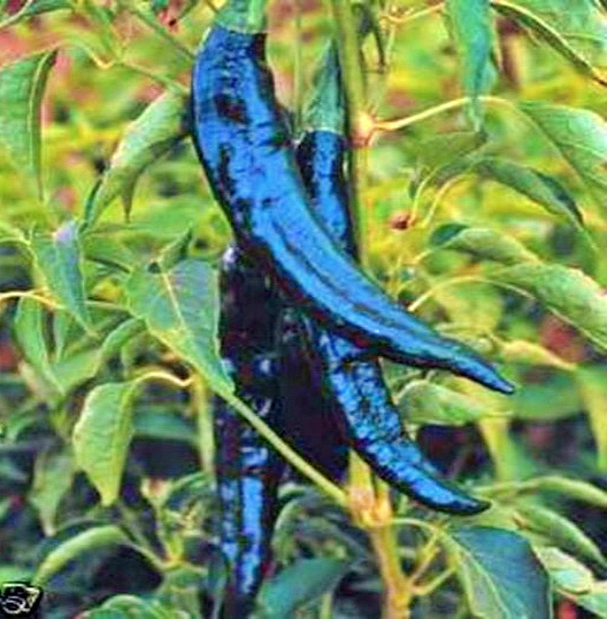 Pasilla Bajio Pepper Seeds - Heirloom | Authentic Chilaca/Pasilla for ...