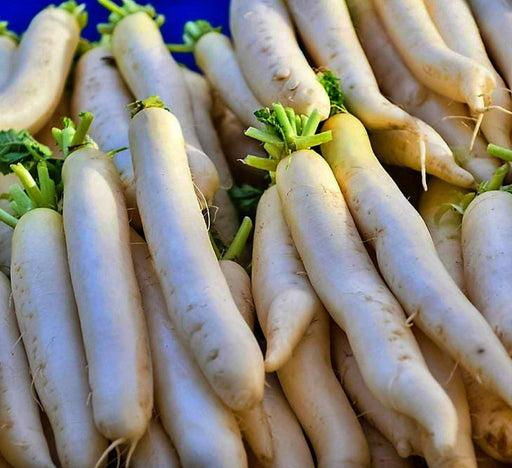 White Daikon Radish Seeds - Slow Bolting, Cold Tolerant Heirloom Variety