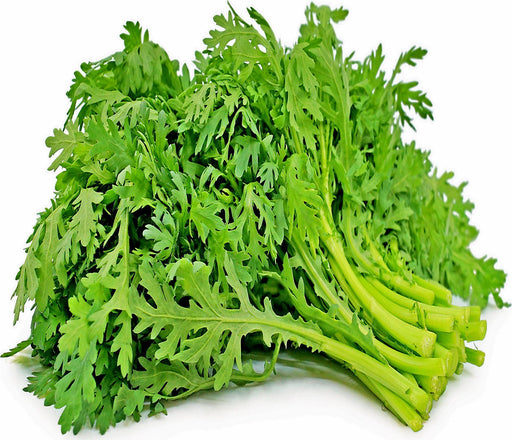 Shungiku Seeds – Three Color Daisy Microgreen Seeds | Edible Flower Greens