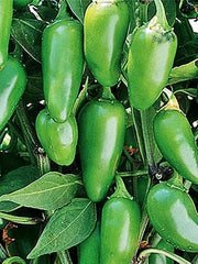 Early Jalapeno Seeds - Heirloom Hot Pepper Plants | Easy to Grow, Thick Walled, USA Grown