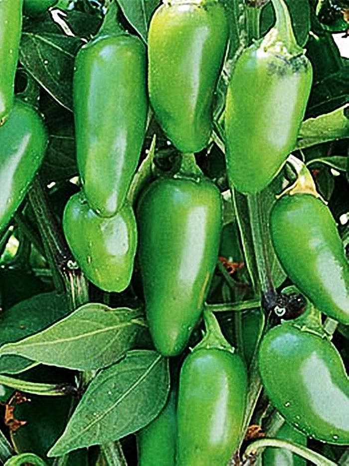 Early Jalapeno Seeds - Heirloom Hot Pepper Plants | Easy to Grow, Thick Walled, USA Grown