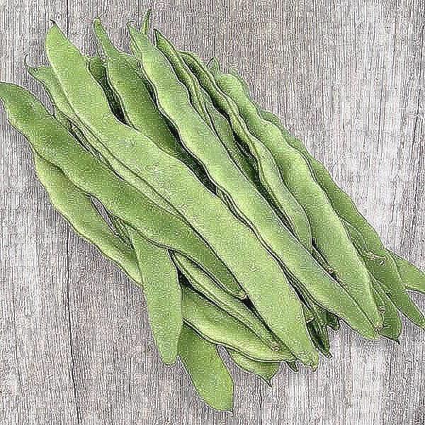 Early Bountiful Bush Bean Seeds – High Yielding, Disease Resistant Heirloom Beans