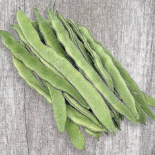Early Bountiful Bush Bean Seeds – High Yielding, Disease Resistant Heirloom Beans