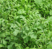 Arugula Seeds - Fast Growing Rocket Salad Greens With Nutty Flavor