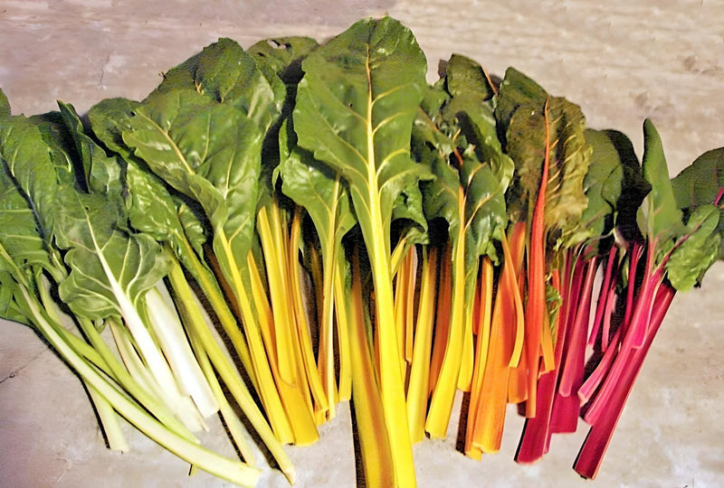 Rainbow Swiss Chard Heirloom Seeds – Colorful Garden Greens | Beta Vulgaris Mix