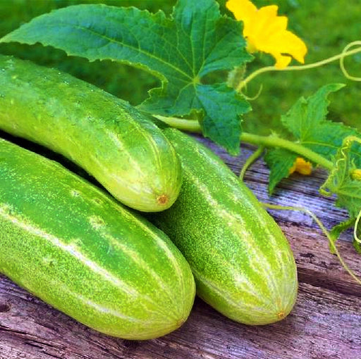 Double Yield Cucumber - Heirloom Pickling Seeds | Juicy Crisp, High Yield Variety
