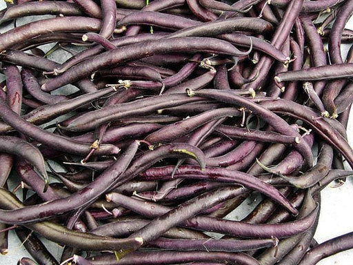Royal Burgundy Bush Beans - Heirloom Purple Pod Beans | USA Grown Seeds