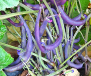 Royal Burgundy Bush Beans - Heirloom Purple Pod Beans | USA Grown Seeds