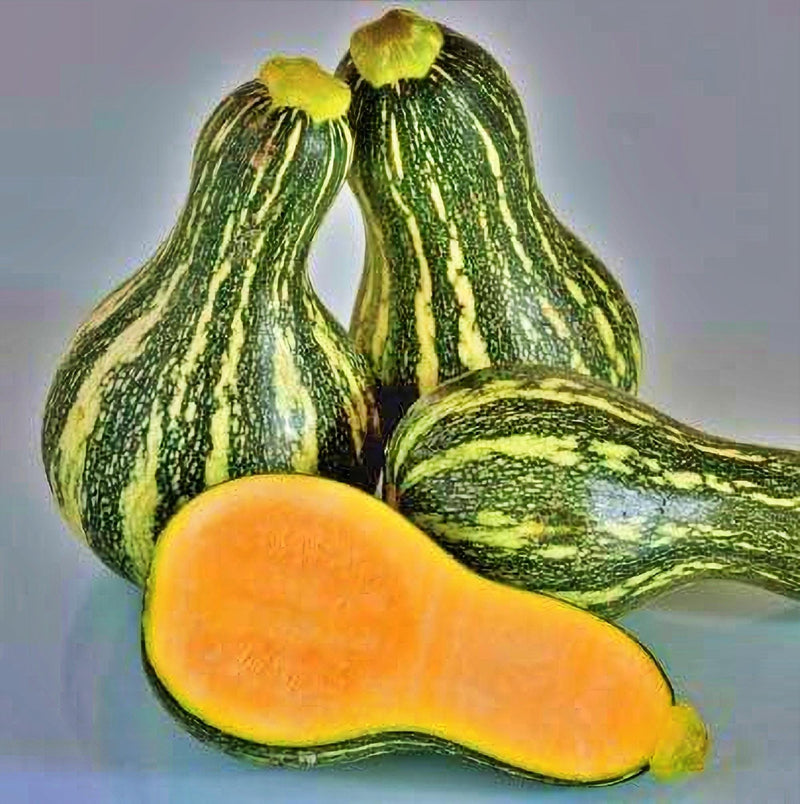 Cushaw Green Stripe Winter Squash Seeds – Heirloom Baking Squash, Curved Neck