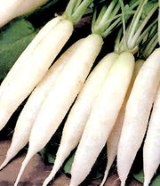 White Icicle Radish Heirloom Seeds - Fast Growing, Mild Flavor, Dual Purpose Vegetable