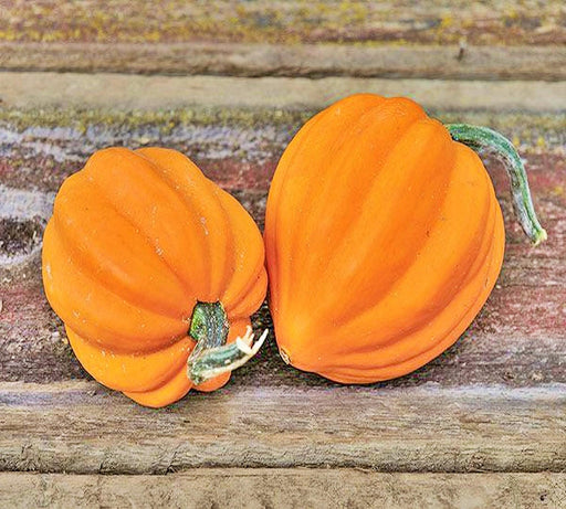 Table Gold Acorn Squash - Early Maturing Winter Squash Seeds | Nutty Flavor, Buttery Gold Fruit
