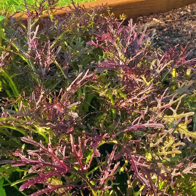 Mizuna Red Leaf - Heirloom Mustard Seeds for Spicy Salad Greens & Microgreens